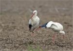Weissstorch-white_stork.jpg