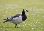 Weisswangengans-barnacle_goose.jpg