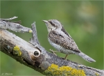 Wendehals-02_05_2014.jpg
