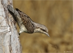 Wendehals-14_05_2012.jpg
