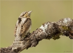 Wendehals-19_04_2017-eurasian_wryneck.jpg