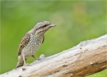 Wendehals-26_05_2014.jpg
