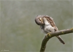 Wendehals-29_04_2014.jpg