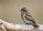 Wendehals-Jungvogel_2014.jpg