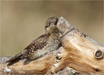 Wendehals-Jungvogel_aus_2014.jpg