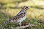 Wendehals-Jynx_torquilla-18_04_2015.jpg