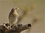 Wendehals-eurasian_wryneck-12_04_2017.jpg