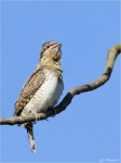 Wendehals-eurasian_wryneck-19_04_2015.jpg