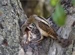 Wendehals-eurasian_wryneck-Fuetterung_Juni_2015.jpg