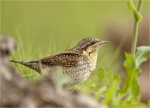 Wendehals-eurasian_wryneck-im_Gras-19_04_2017.jpg