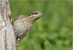 Wendehals-eurasian_wryneck.jpg