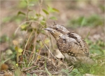 Wendehals_im_Gras-20_08_2015.jpg