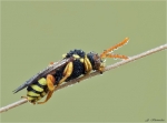 Wespenbiene-Nomada-genaue_Art_unbestimmt.jpg