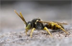 Wespenbiene-Nomada.jpg
