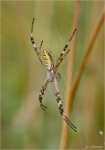 Wespenspinne-Argiope_bruennichi-_Maennchen.jpg