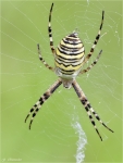 Wespenspinne-August_2014.jpg