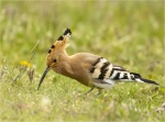 Wiedehopf-Upupa_epops-22_04_2017.jpg