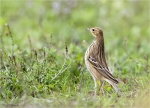 Wiesenpieper-Meadow_Pipit-September_2015.jpg