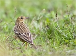 Wiesenpieper-Meadow_Pipit.jpg