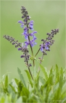 Wiesensalbei-Salvia_pratensis.jpg