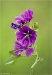 Wilde_Malve-Malva_sylvestris.jpg