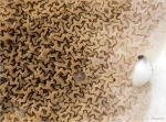 Wilder_Hausschwamm-Serpula_himantioides-25_11_2016.jpg