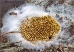 Wilder_Hausschwamm-Serpula_himantioides-Februar_2015.jpg