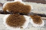 Wilder_Hausschwamm-Serpula_himantioides.jpg