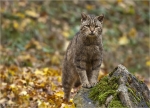 Wildkatze-Felis_silvestris-Weibchen.jpg