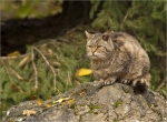 Wildkatze_28Felis_silvestris-Maennchen.jpg