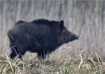 Wildschwein-wild_boar-Keiler.jpg