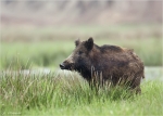 Wildschwein-wild_boar.jpg