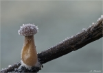 Winter-Trompetenschnitzling-Tubaria_hiemalis-29_12_2016.jpg