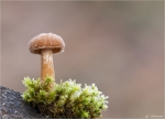 Winter-Trompetenschnitzling-Tubaria_hiemalis.jpg