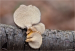 Winter_Stielporling-Polyporus_brumalis.jpg