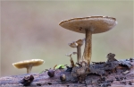 Winter_Stielporling-Polyporus_brumalis_001.jpg