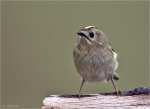 Wintergoldhaehnchen-goldcrest-01_11_2015.jpg