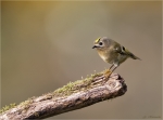 Wintergoldhaehnchen-goldcrest-Oktober_2015.jpg
