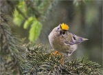 Wintergoldhaehnchen-goldcrest.jpg