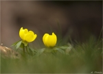 Winterling-Eranthis_hyemalis-Februar_2015.jpg