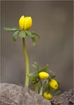 Winterling-Eranthis_hyemalis.jpg