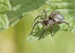 Wolfspinne-Lycosidae-mit_Eikokon.jpg