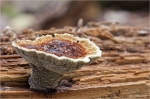 Zaun_Blaettling-Gloeophyllum_sepiarium.jpg