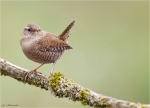Zaunkoenig-Troglodytes_troglodytes-01_11_2015.jpg