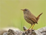 Zaunkoenig-Troglodytes_troglodytes-03_05_2017.jpg