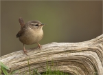 Zaunkoenig-Troglodytes_troglodytes-06_11_2017.jpg