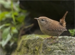 Zaunkoenig-Troglodytes_troglodytes-13_11_2019.jpg