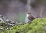Zaunkoenig-Troglodytes_troglodytes-16_05_2015.jpg