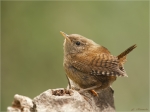 Zaunkoenig-Troglodytes_troglodytes-16_06_2017.jpg