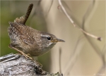 Zaunkoenig-Troglodytes_troglodytes-Mai_2015.jpg